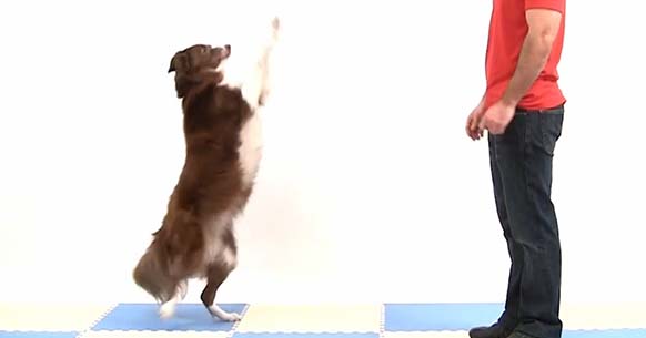 How To Train A Dog To Stand On Its Hind Legs