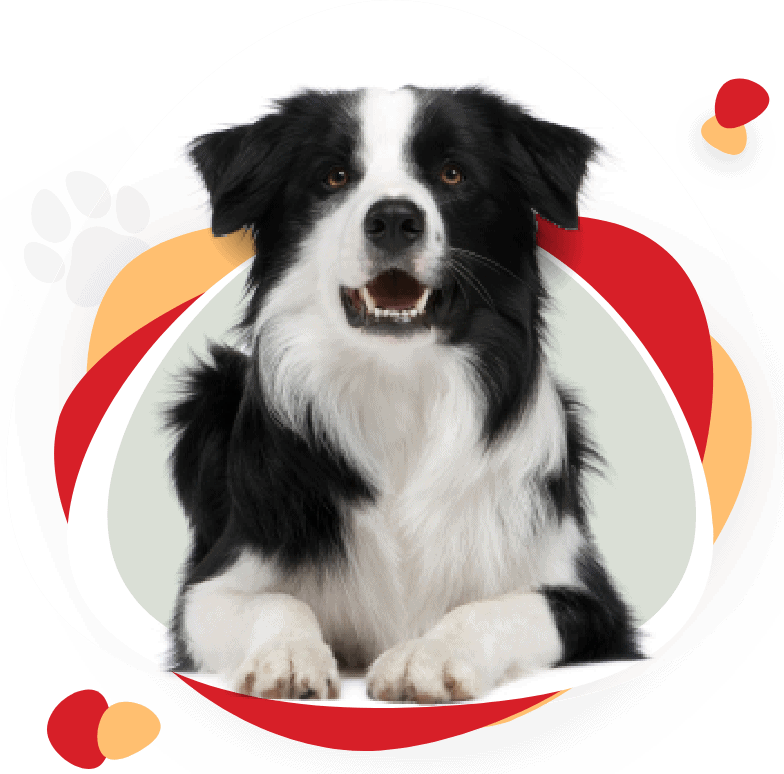 Online Dog Training Course - The Good Dog Every Day Program